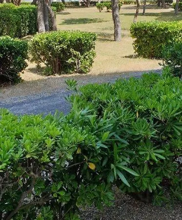 T2 Front De Sur La * Argelès-sur-Mer